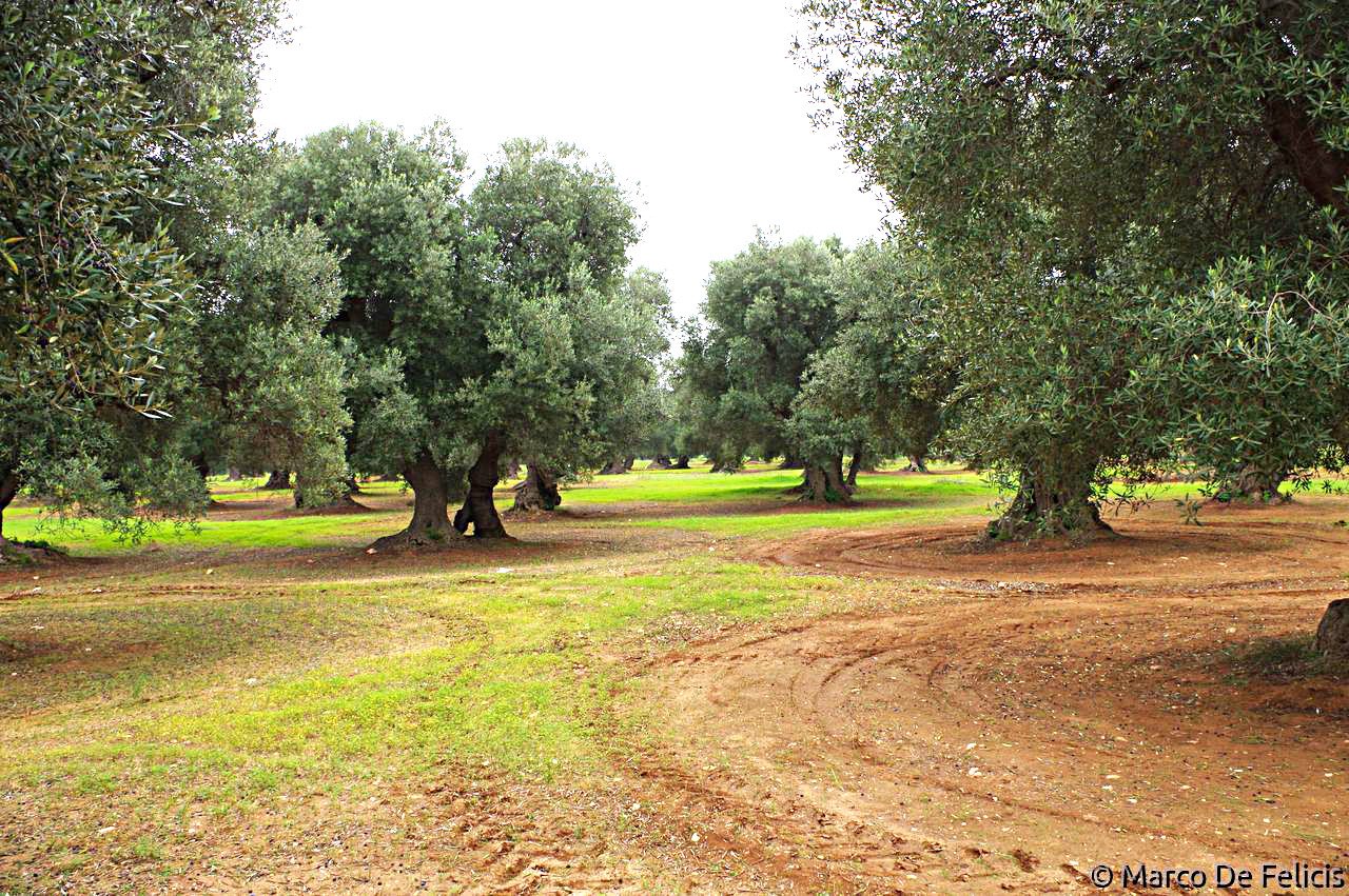 Ulivi di Torre Guaceto