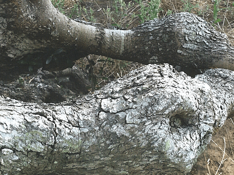 Tronco di ulivo