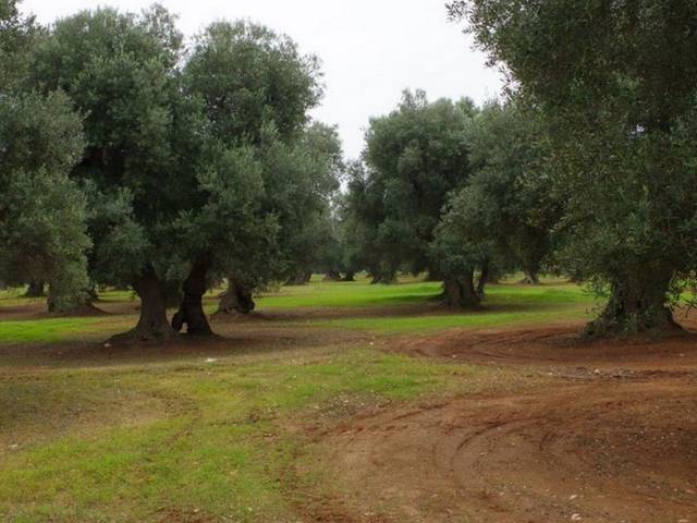 Ulivi di Torre Guaceto