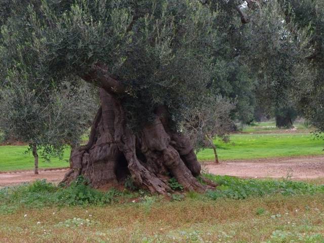 Ulivo secolare