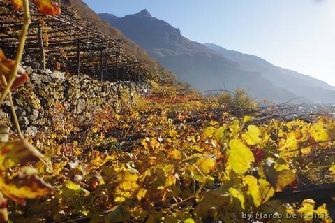 I vigneti a pergola di Donnas