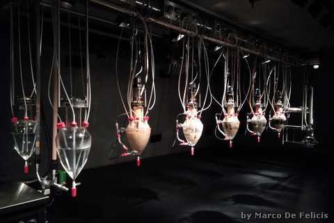 Wim Delvoye, Cloaca Professional