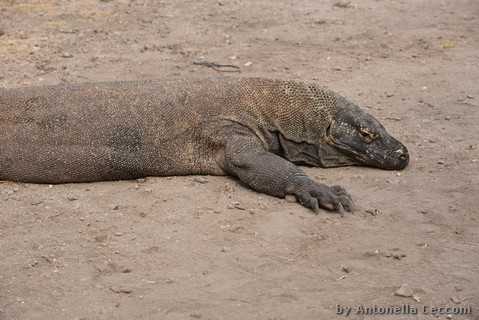 Drago di Komodo a riposo