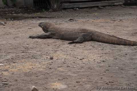 Drago di Komodo
