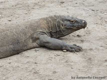 Drago di Komodo (profilo)