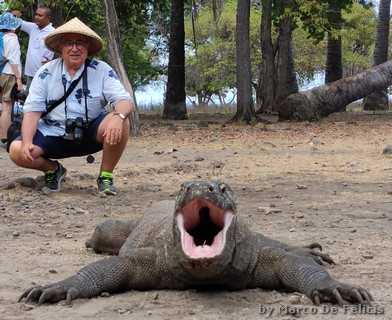 Drago di Komodo